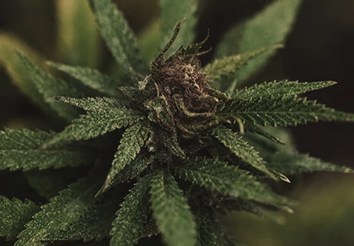 Inflorescence de cannabis infectée par le botrytis, avec des taches brunes sur les feuilles et une moisissure grise visible sur les fleurs, indiquant la présence du champignon pathogène.