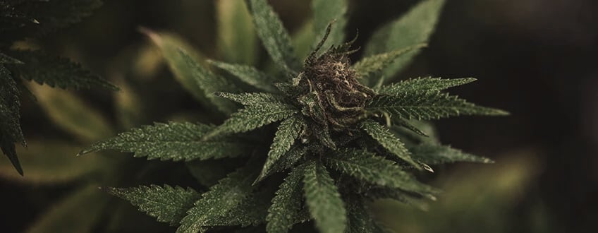 Inflorescence de cannabis infectée par le botrytis, avec des taches brunes sur les feuilles et une moisissure grise visible sur les fleurs, indiquant la présence du champignon pathogène.