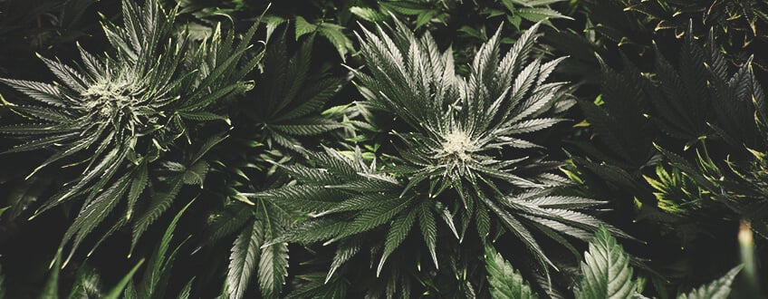 Plantes de cannabis en phase de floraison, avec des bourgeons développés et des trichomes visibles.