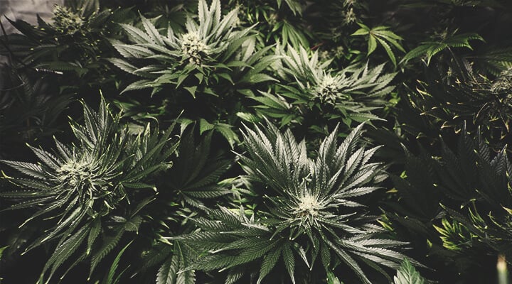 Plantes de cannabis en phase de floraison, avec des bourgeons développés et des trichomes visibles.