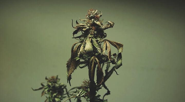 Plante de cannabis avec des brûlures sévères dues aux nutriments, montrant un brunissement et un enroulement importants des feuilles.