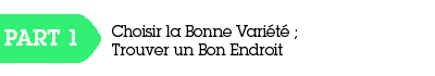 Varieté cannabis