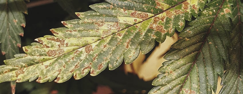 Feuille de plante présentant des taches brunes et jaunes : signe de carence en nutriments ou en lumière, conseils pour la santé des plantes