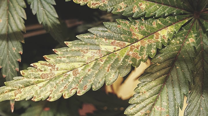 Feuille de plante présentant des taches brunes et jaunes : signe de carence en nutriments ou en lumière, conseils pour la santé des plantes