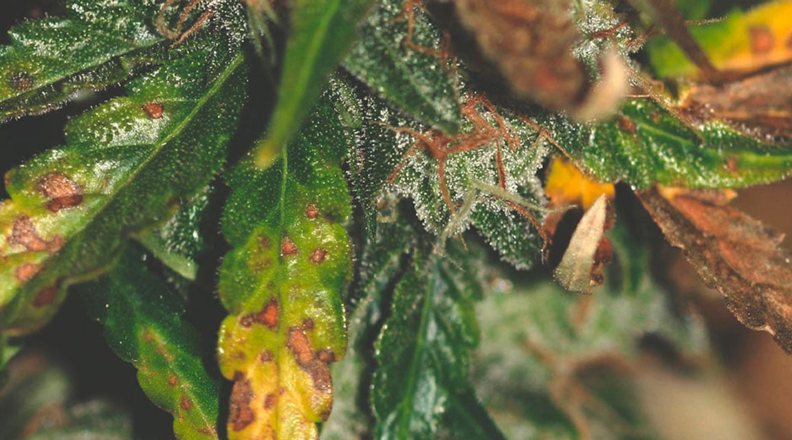 Plante de cannabis montrant des signes de carence en calcium : jeunes feuilles déformées avec des taches nécrotiques, indiquant un manque de calcium essentiel pour la structure cellulaire.