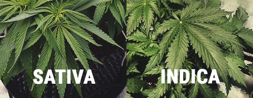 Indica Et Sativa