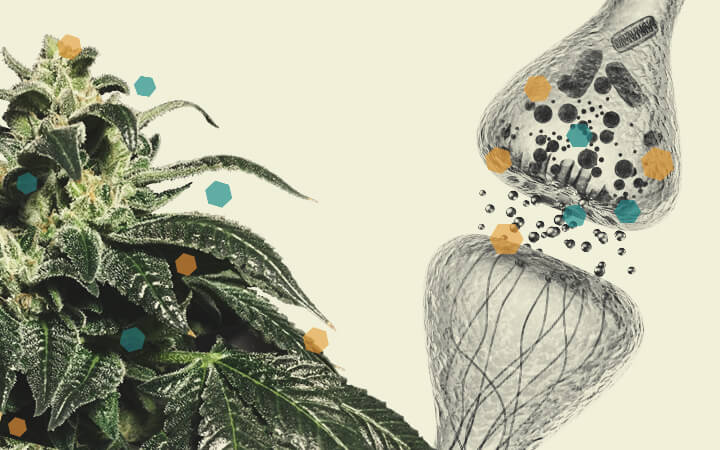 Cannabis Et Interaction Avec La Chimiothérapie Cannabis Et Interaction Avec La Chimiothérapie