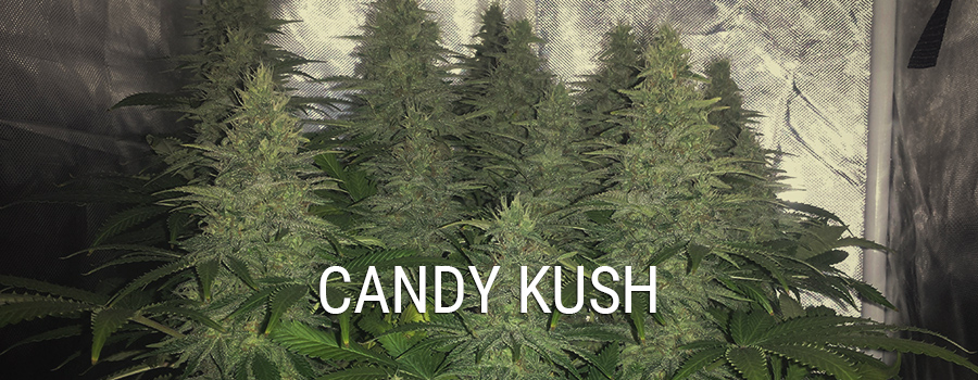 Candy Kush 