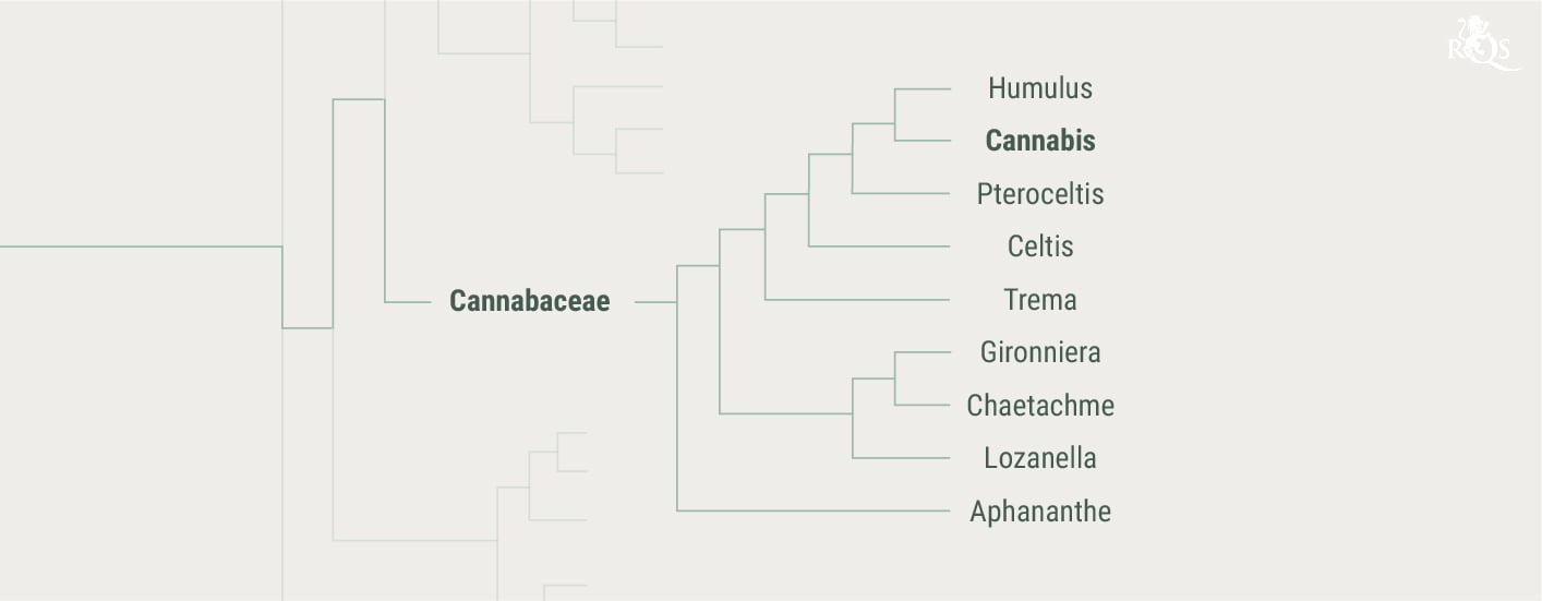 Histoire de la famille des Cannabaceae