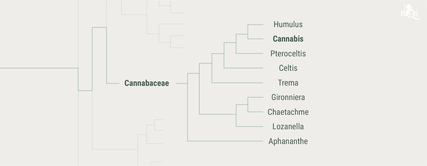 Histoire de la famille des Cannabaceae Histoire de la famille des Cannabaceae