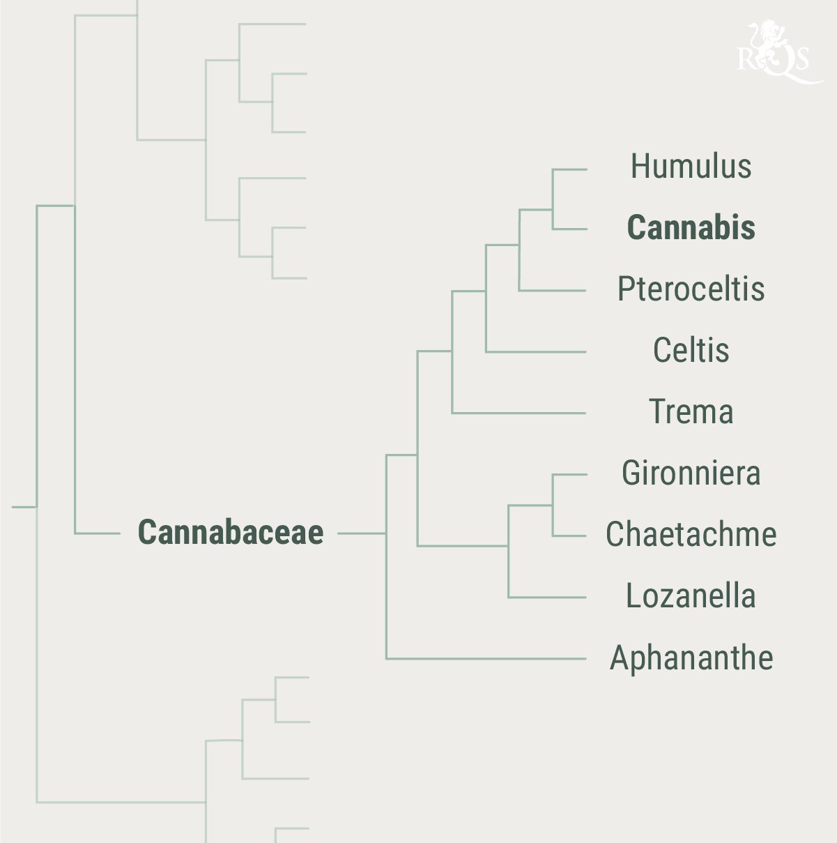 Histoire de la famille des Cannabaceae
