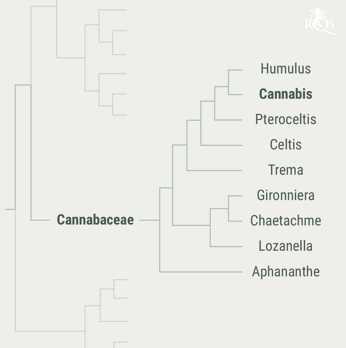 Histoire de la famille des Cannabaceae Histoire de la famille des Cannabaceae
