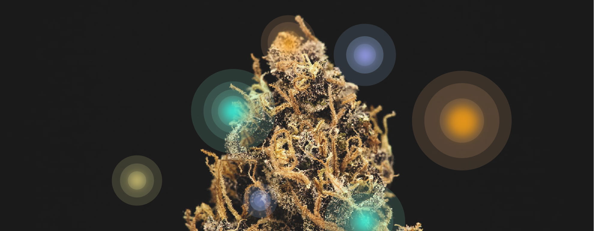Cannabinoïdes et terpènes Cannabinoïdes et terpènes