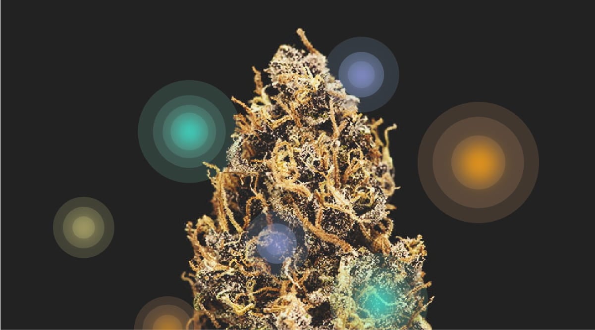 Cannabinoïdes et terpènes Cannabinoïdes et terpènes
