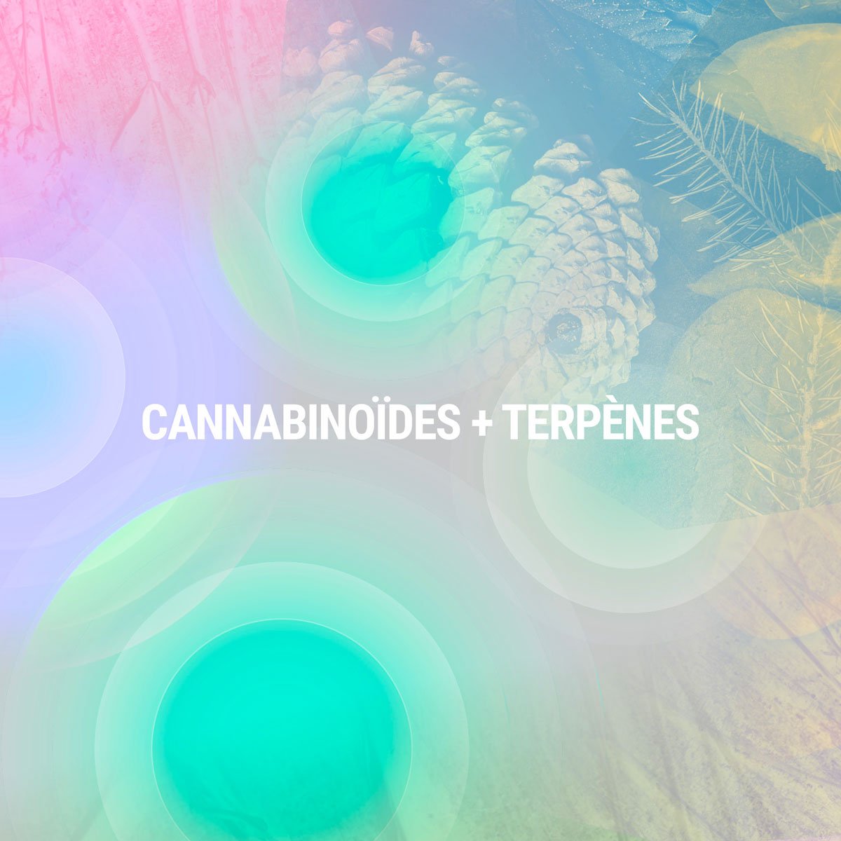 Cannabinoïdes + Terpènes