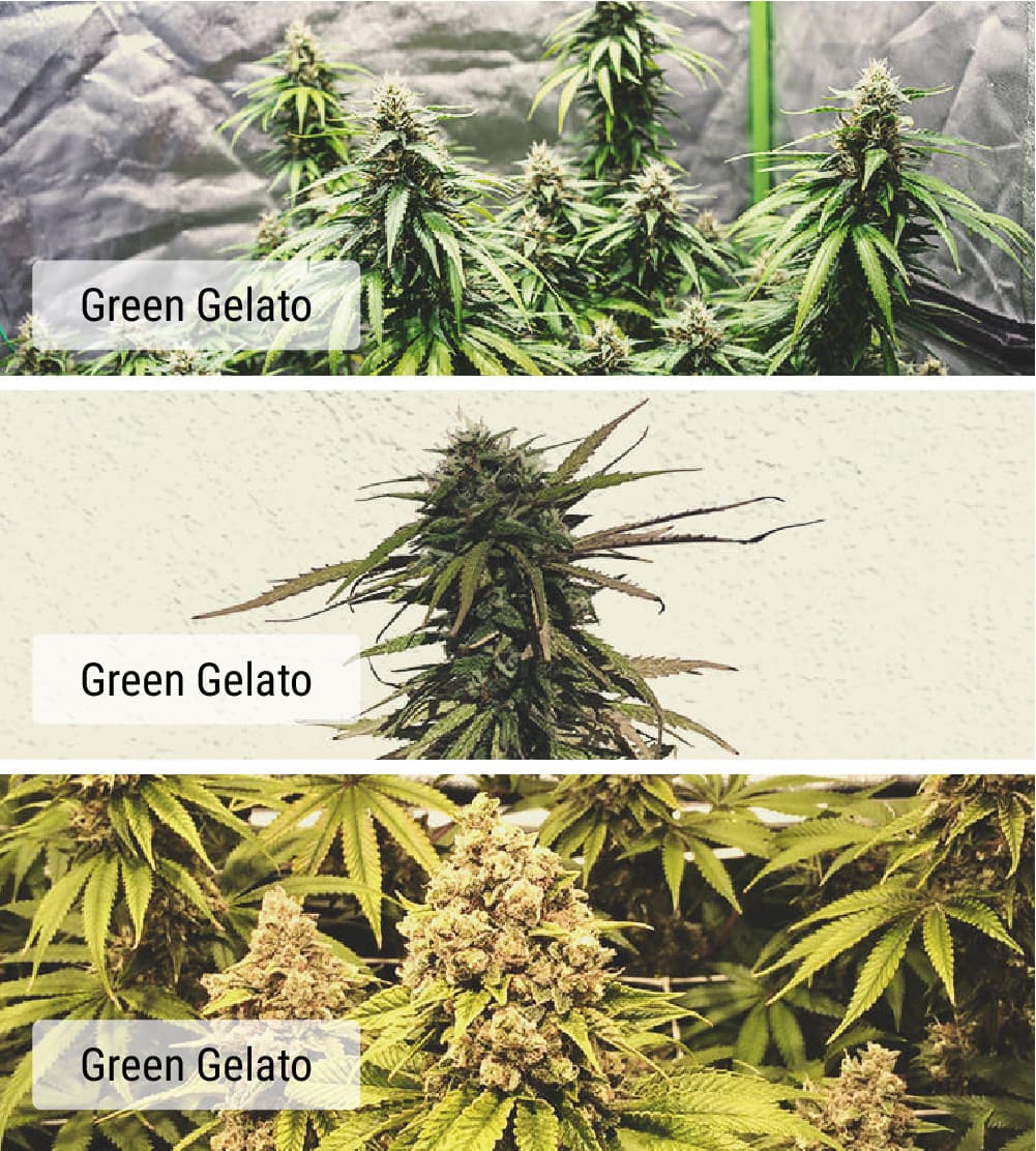 Cultivars et variétés : quelle est la différence ? Cultivars et variétés : quelle est la différence ?