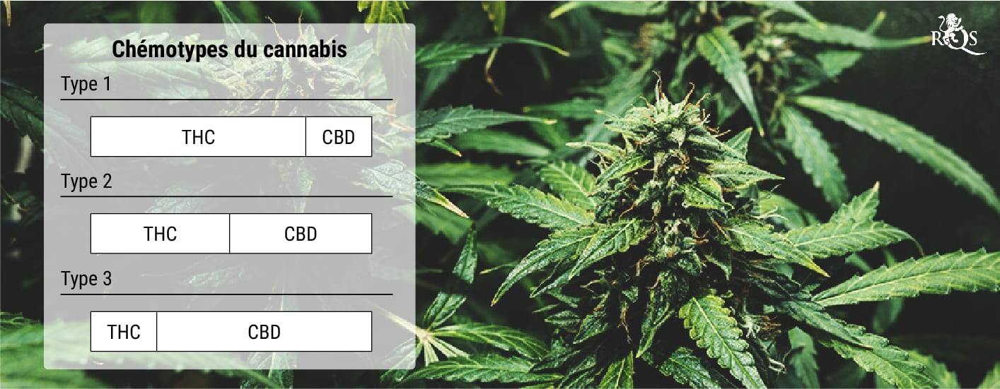 Que sont les chémotypes du cannabis ?