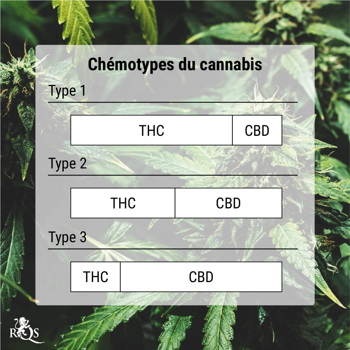 Que sont les chémotypes du cannabis ?