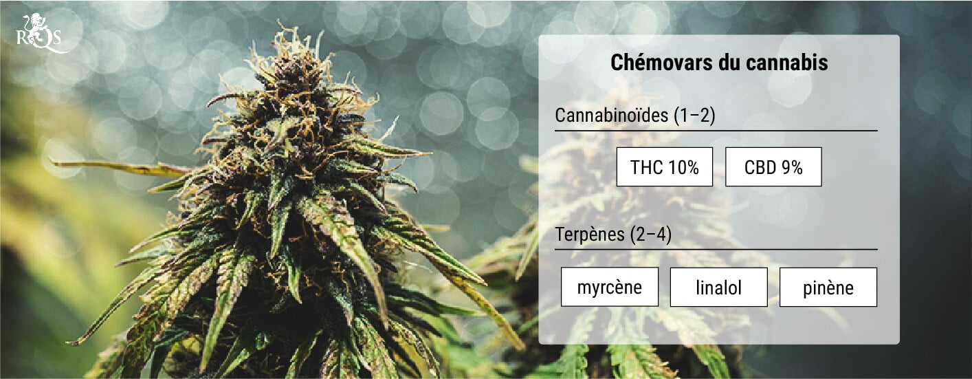 Les chémovars du cannabis : un moyen de classification plus précis Les chémovars du cannabis : un moyen de classification plus précis