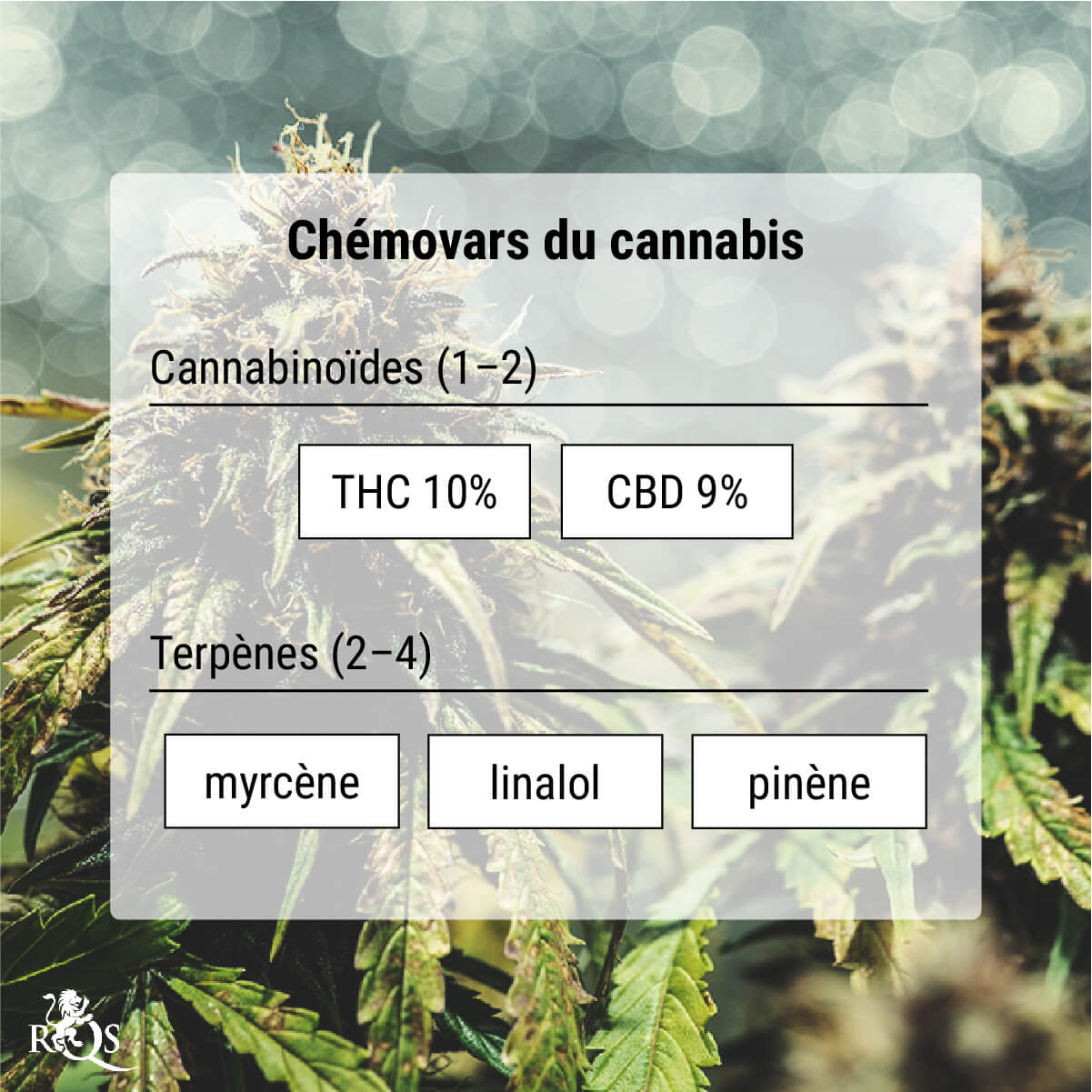 Les chémovars du cannabis : un moyen de classification plus précis