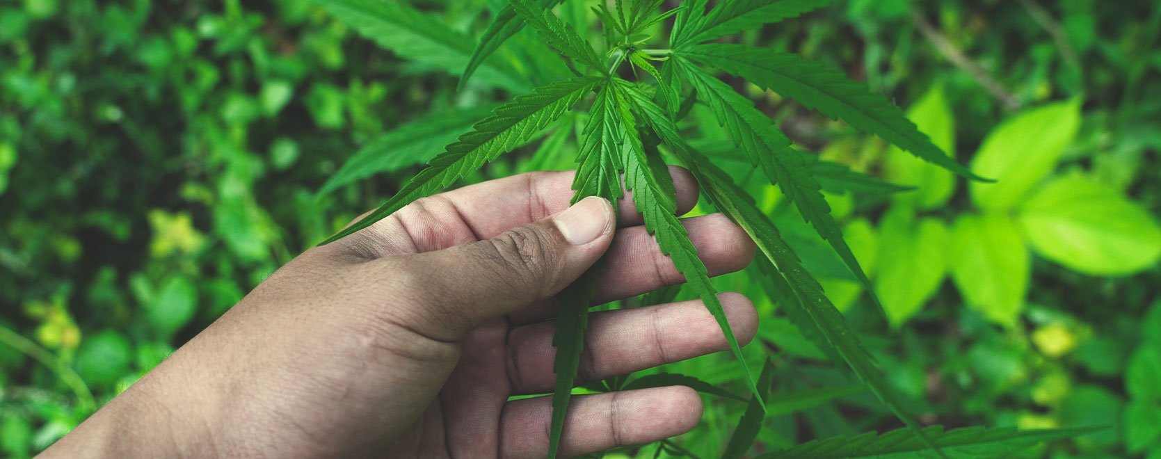 Où et quand le cannabis est-il apparu en Afrique ?