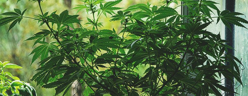 COMMENT DISSIMULER DU CANNABIS SUR SON BALCON COMMENT DISSIMULER DU CANNABIS SUR SON BALCON