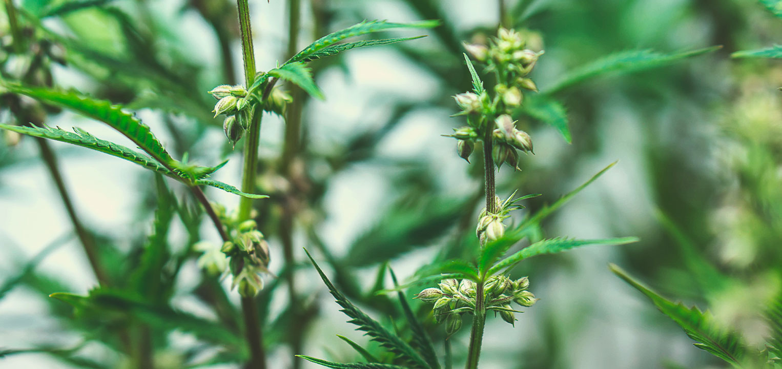 Medical cannabis seedsComment les graines de cannabis médical sont sélectionnées Comment les graines de cannabis médical sont sélectionnées