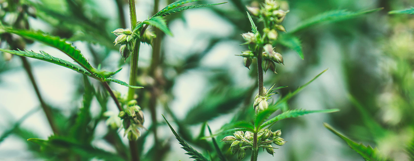 Comment les graines de cannabis médical sont sélectionnées Comment les graines de cannabis médical sont sélectionnées