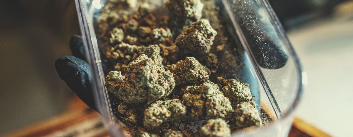 Comment devenir vendeur de cannabis légal