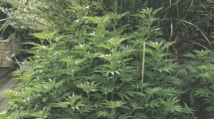 Soutenez Vos Plants Avec Des Tuteurs Et Des Attaches Soutenez Vos Plants Avec Des Tuteurs Et Des Attaches