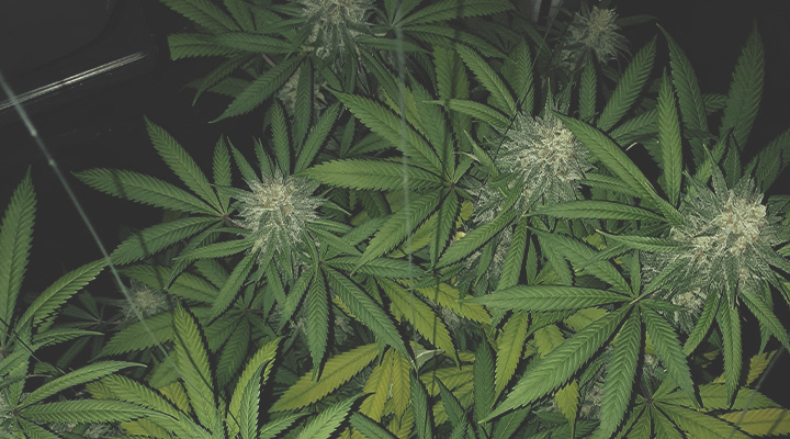 Les poulies à palante Les poulies à palante