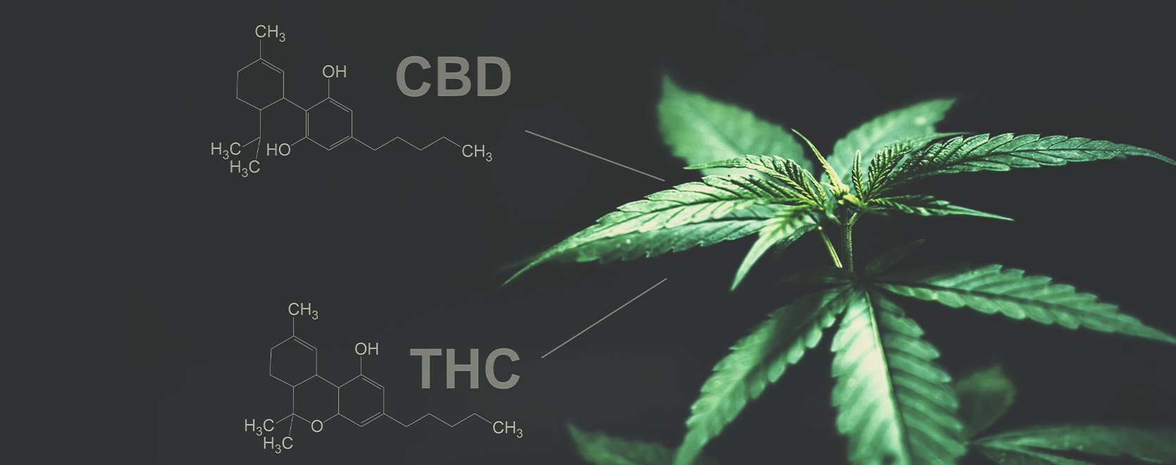 Y a-t-il une différence entre le THC et le CBD à cet égard ?