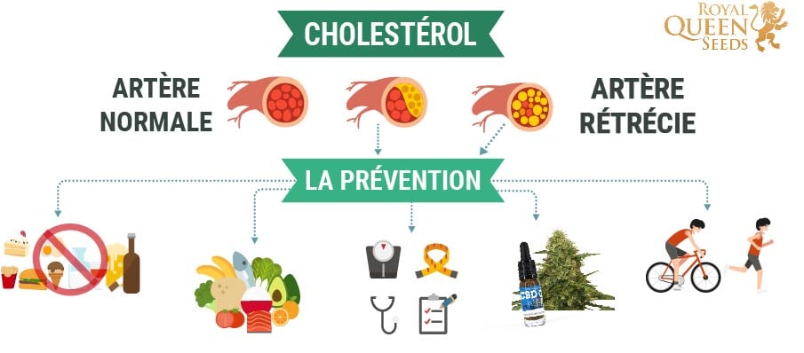 Cholésterol et le cannabis