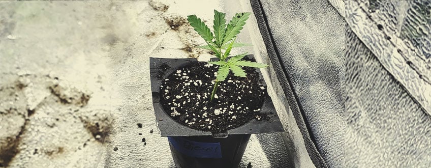 Comment Cloner Du Cannabis Dans De La Laine De Roche Comment Cloner Du Cannabis Dans De La Terre Préparez votre terre et vos pots. Nous vous recommandons d’utiliser un mélange léger avec de la perlite (au moins 25–50 % en volume) et des gobelets en plastique pour vos pots. N’utilisez pas de terre fertilisée, car elle brûlerait vos boutures. Trempez légèrement votre terre et laissez-la s’égoutter. Prenez vos boutures, plongez-les dans un gel de clonage et enfoncez-les directement dans la terre. Tapotez légèrement la terre autour de la tige de votre clone pour la maintenir en place. Placez votre bouture dans un propagateur ou un dôme et vaporisez-la avec de l’eau pour augmenter l’humidité. Note : lorsque vous clonez en terre, vous pouvez garder vos plants dans leurs pots jusqu’à ce qu’ils soient trop grands (cela peut mettre 3–4 semaines ou plus, selon la taille de vos pots de départ et le taux de croissance de votre bouture). Si vous utilisez des gobelets en plastique comme pots, transplantez vos clones dès que leurs racines commencent à atteindre les parois du gobelet.  Comment Cloner Du Cannabis Dans De L’Eau Si vous n’avez pas accès à de la terre ou à de la laine de roche, vous pouvez cloner le cannabis directement dans l’eau.  Remplissez un récipient (une grande bouteille étroite en verre ou en plastique fera l’affaire) d’eau non chlorée (avec un pH d’environ 5,8–6). Prenez votre bouture, trempez-la dans du gel d’enracinement et placez-la dans votre récipient d’eau. Changez l’eau tous les 2–3 jours pour éviter la formation de bactéries et d’algues autour de vos clones. Article Lié  Laine De Roche Pour La Culture Hydroponique Du Cannabis     Peut-On Cloner Le Cannabis Sans Gel D’Enracinement ?