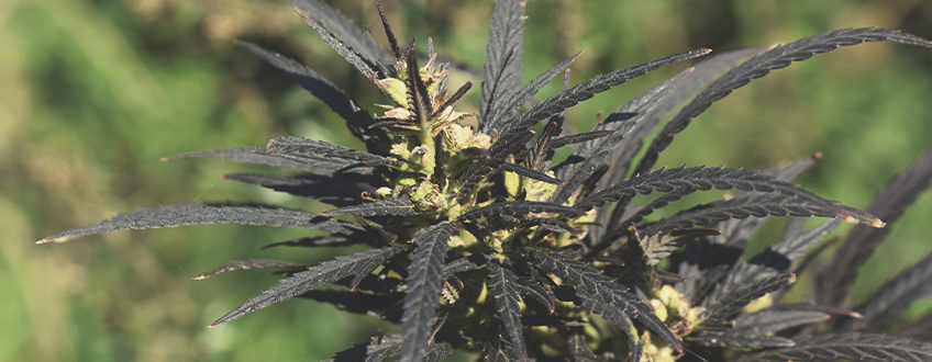 Quels Effets Ont les Températures Froides Sur les Plants de Cannabis en Floraison?