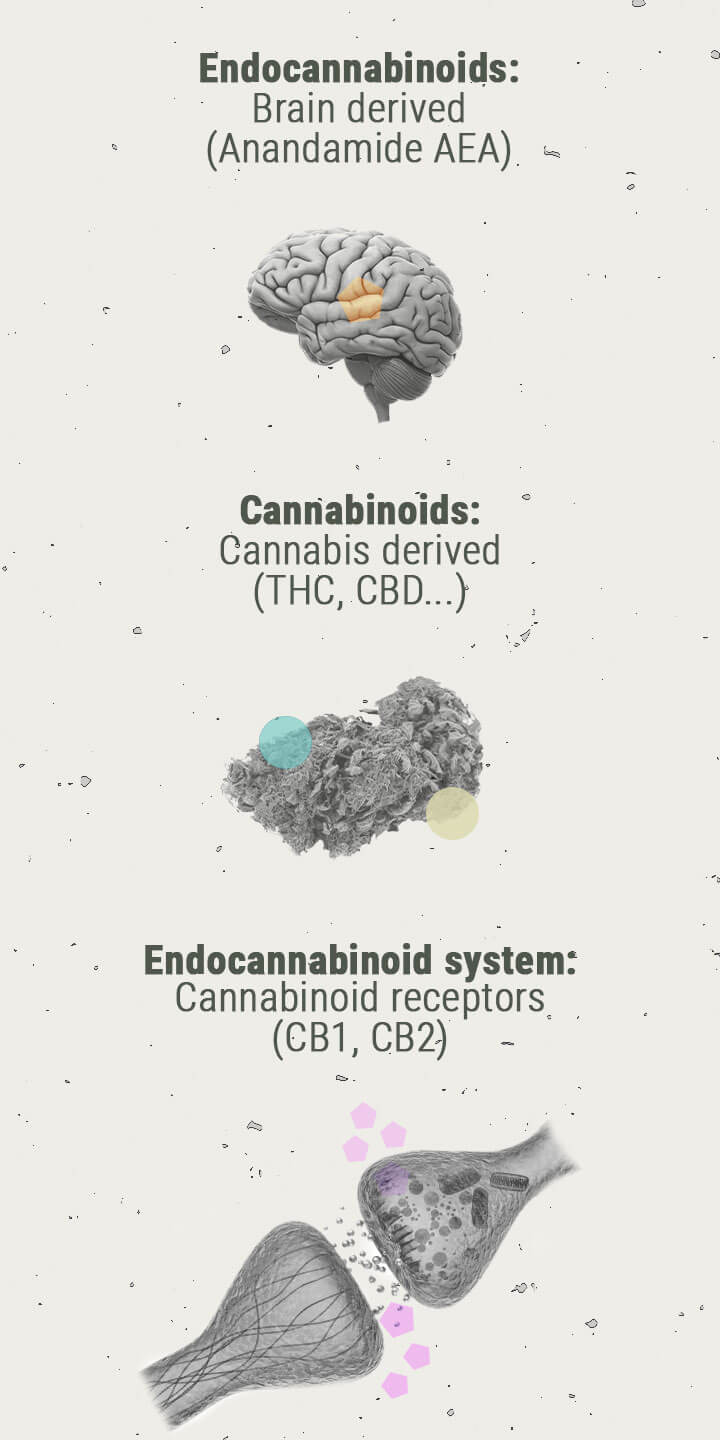 La Chimie Des Effets Du Cannabis La Chimie Des Effets Du Cannabis