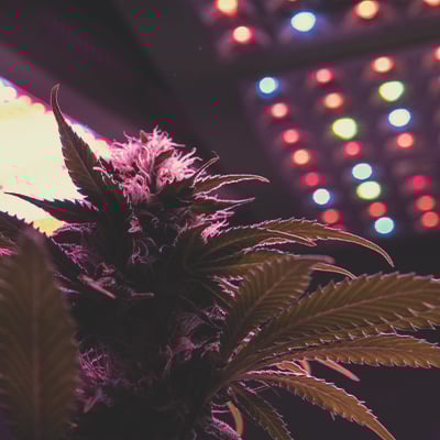 Plante de cannabis avec plusieurs branches et feuilles poussant sous lumière artificielle.