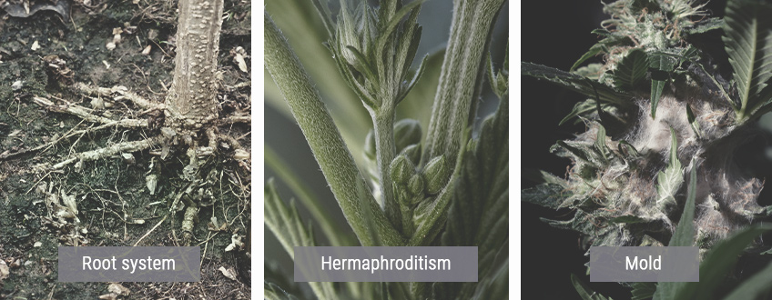 Comment un Climat Froid Affecte les Plants de Cannabis Comment un Climat Froid Affecte les Plants de Cannabis