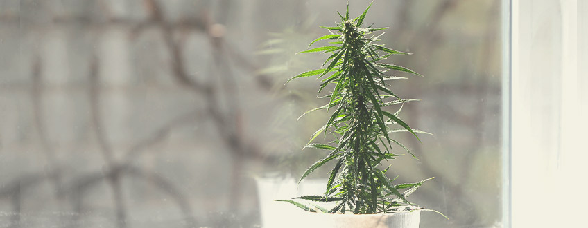Choisir Le Meilleur Endroit Pour Le Développement De Ses Plants De Cannabis