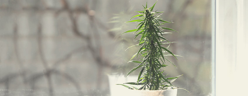 Choisir Le Meilleur Endroit Pour Le Développement De Ses Plants De Cannabis Choisir Le Meilleur Endroit Pour Le Développement De Ses Plants De Cannabis