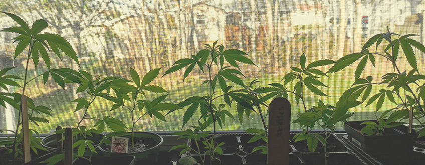 Comment Cultiver De La Weed Sur Un Bord De Fenêtre : Les Bases Comment Cultiver De La Weed Sur Un Bord De Fenêtre : Les Bases