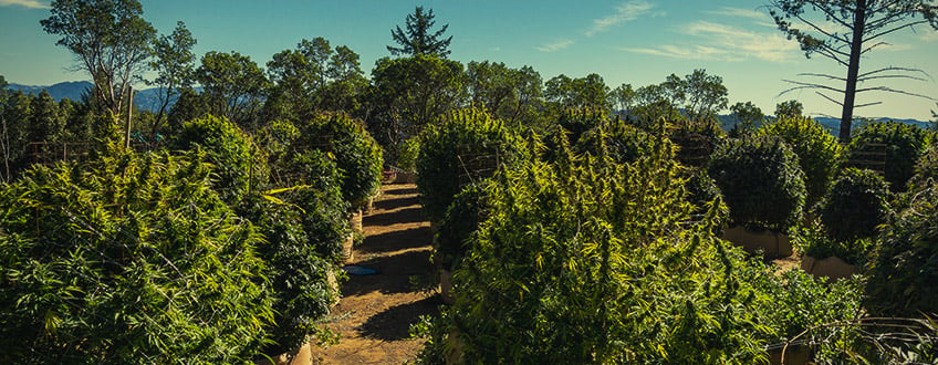 GUÉRILLA Cannabis Secret 