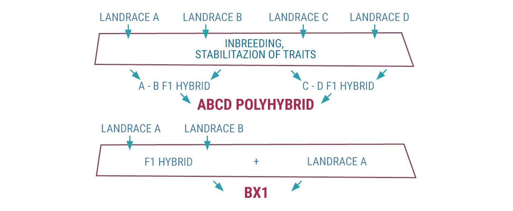 Understanding Cannabis Genetics Terminology