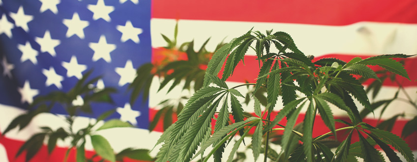 Pourquoi Le Monde Du Cannabis Regarde Vers Les États-Unis ?