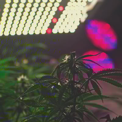 Plante avec plusieurs branches et feuilles poussant sous lumière artificielle.