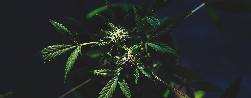 Les Constellations Jouent Également Un Rôle Dans La Culture De Weed Selon La Lune