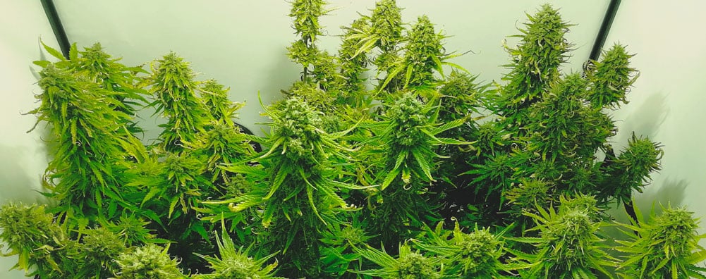 Vous cultivez toujours des petites autos ? Vérifiez le pH Vous cultivez toujours des petites autos ? Vérifiez le pH