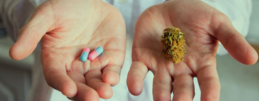 cannabis médical Tasmania Australie légalisation