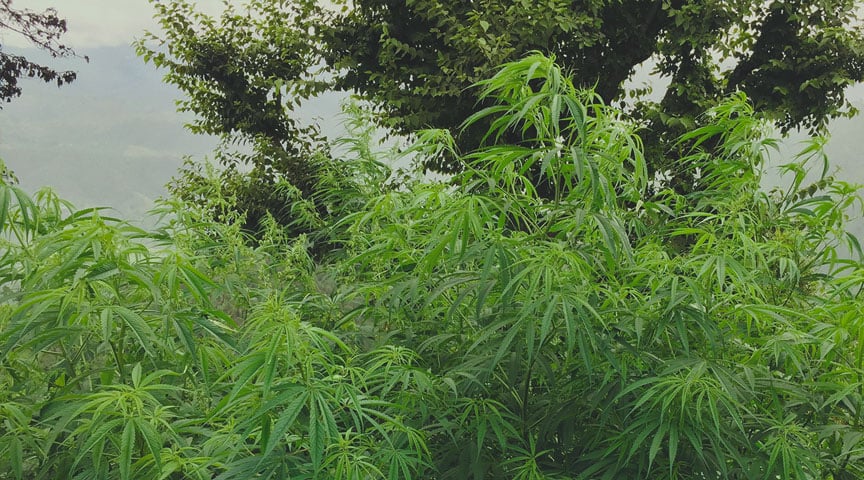 Termes argotiques pour les plants de cannabis