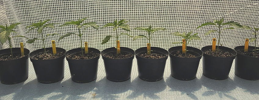 Les Meilleurs Variétés De Cannabis Pour Cultivateurs Débutants Les Meilleurs Variétés De Cannabis Pour Cultivateurs Débutants